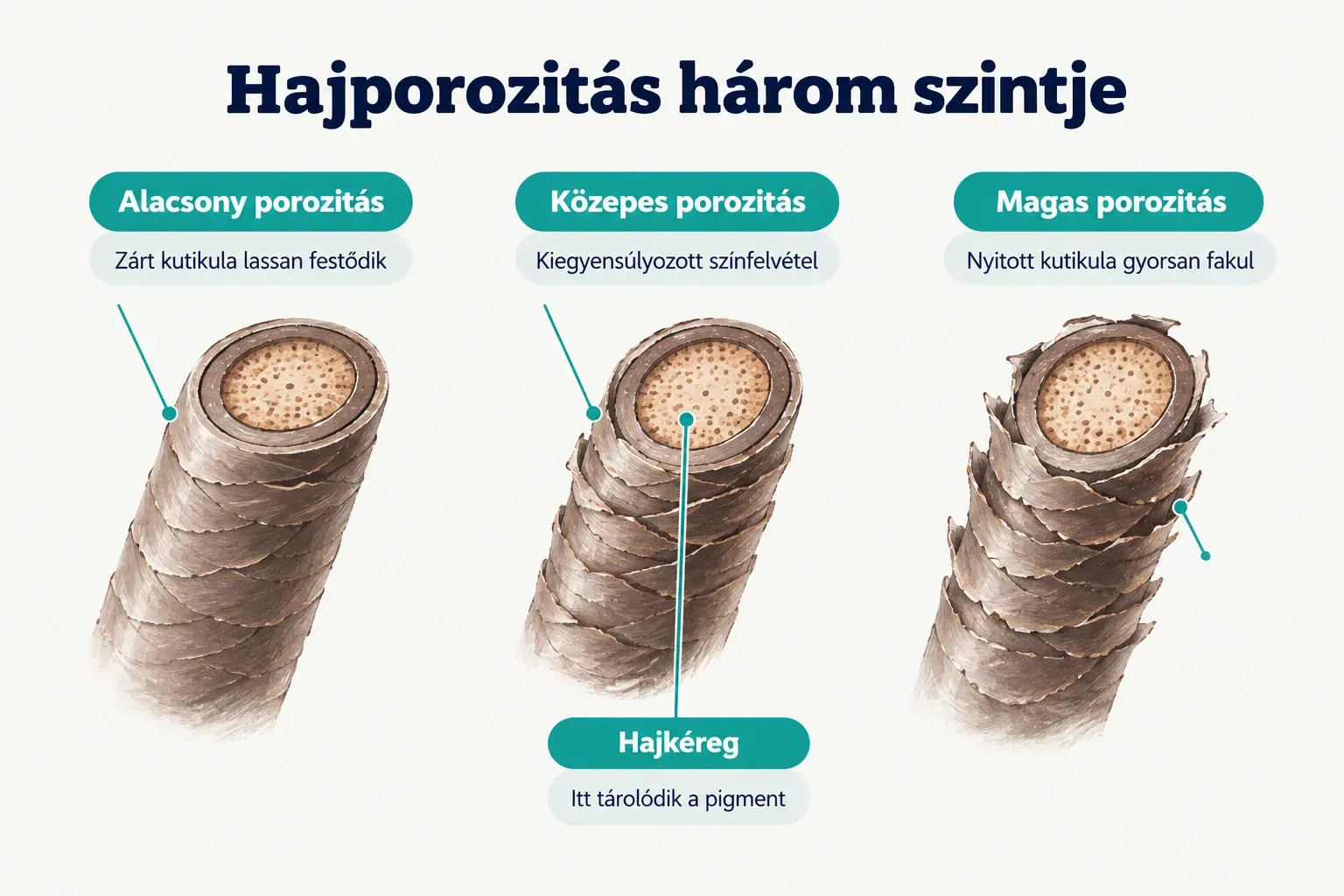 Diagram, Hajporozitás három szintje. Alacsony porozitás, Zárt kutikula lassan festődik; Közepes porozitás…