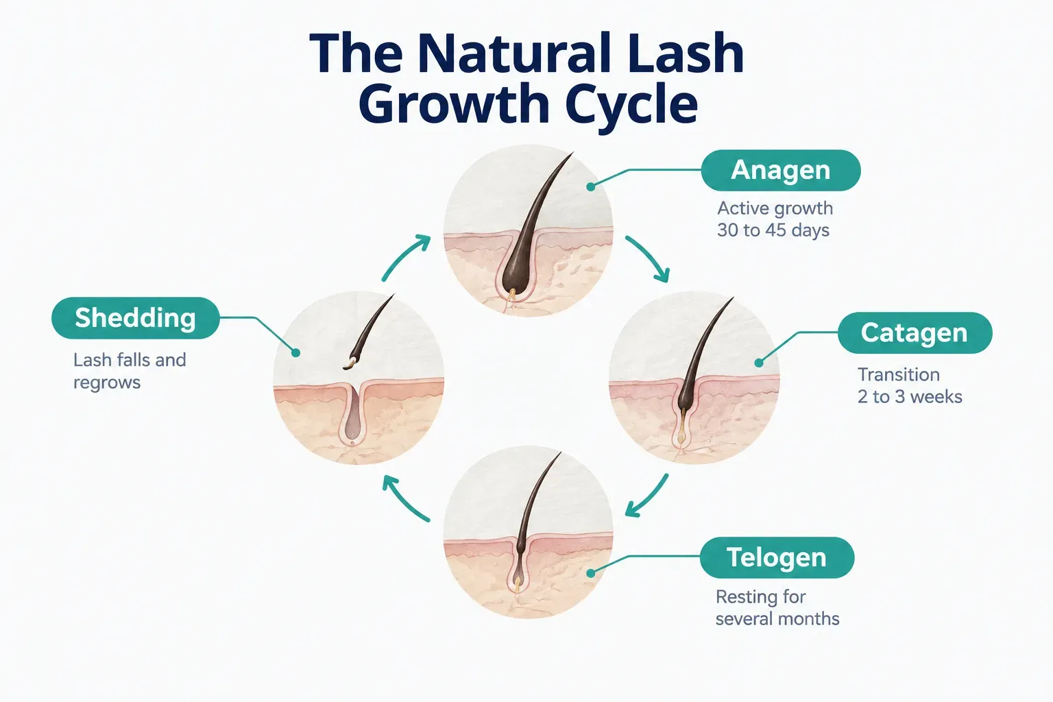 Diagram, The Natural Lash Growth Cycle. Anagen, Active growth 30 to 45 days; Catagen, Transition 2 to 3 weeks; Telogen…